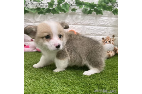 成約済の愛知県のウェルシュコーギーペンブローク-307354の3枚目