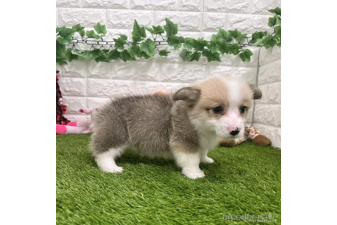 成約済の愛知県のウェルシュコーギーペンブローク-307354の4枚目