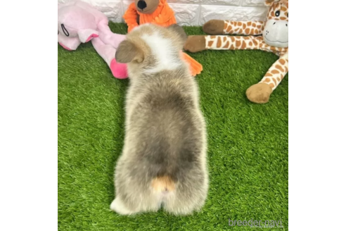 成約済の愛知県のウェルシュコーギーペンブローク-307354の5枚目