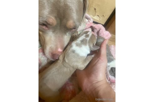 成約済の佐賀県のアメリカンピットブルテリア-309558の37枚目