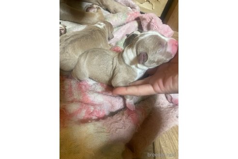 成約済の佐賀県のアメリカンピットブルテリア-309558の36枚目