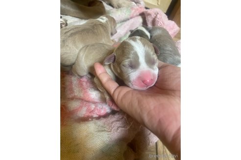 成約済の佐賀県のアメリカンピットブルテリア-309558の35枚目