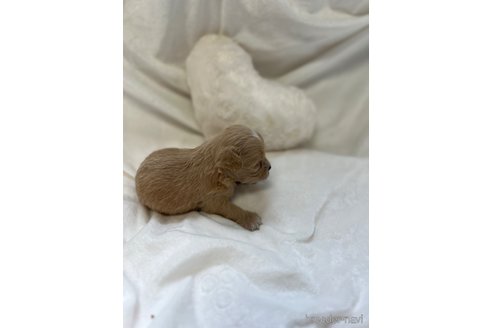 成約済の千葉県のチワプー:チワワ×トイプードル-309563の3枚目