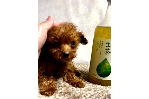 成約済の奈良県のティーカッププードル-309078の15枚目