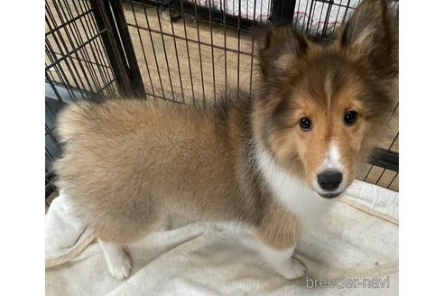 成約済の岡山県のシェットランドシープドッグ(シェルティ)-298208の2枚目