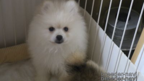 成約済の静岡県のポメラニアン-293197の6枚目