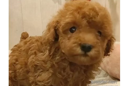 成約済の愛知県のティーカッププードル-306836の4枚目