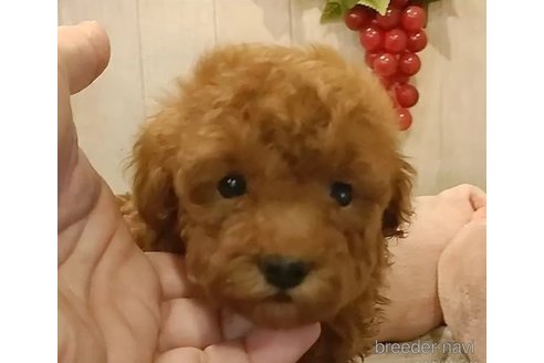 成約済の愛知県のティーカッププードル-306836の2枚目