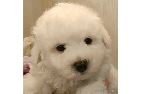 成約済の愛知県のビションフリーゼ-306749の4枚目
