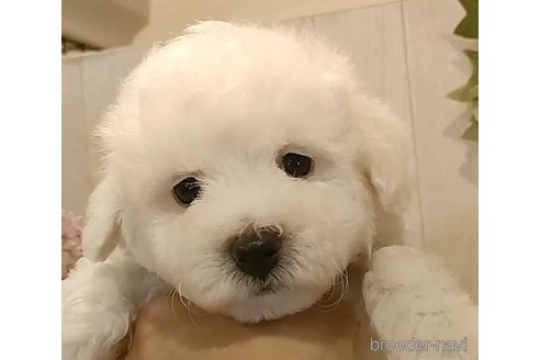 成約済の愛知県のビションフリーゼ-306749の3枚目