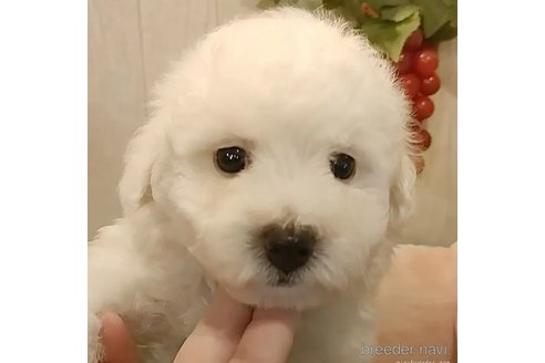 成約済の愛知県のビションフリーゼ-306749の2枚目