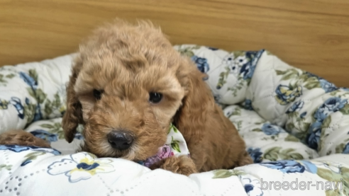成約済の千葉県のタイニープードル-309574の4枚目