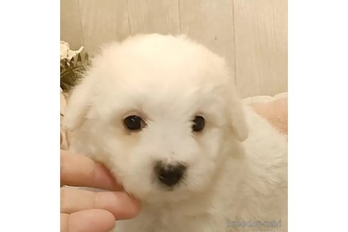 成約済の愛知県のビションフリーゼ-306751の4枚目