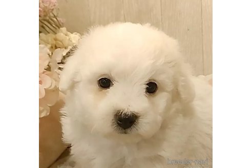 成約済の愛知県のビションフリーゼ-306751の3枚目
