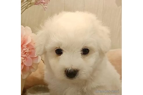 成約済の愛知県のビションフリーゼ-306751の2枚目