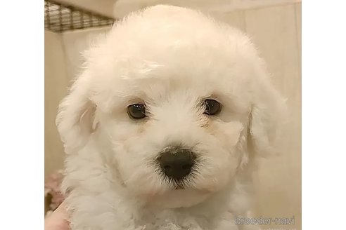 成約済の愛知県のビションフリーゼ-306750の4枚目