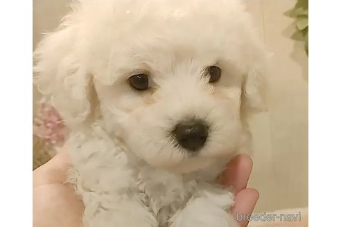 成約済の愛知県のビションフリーゼ-306750の2枚目