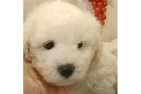 成約済の愛知県のビションフリーゼ-306734の4枚目
