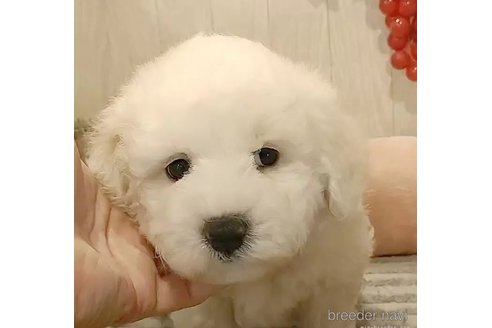 成約済の愛知県のビションフリーゼ-306734の3枚目