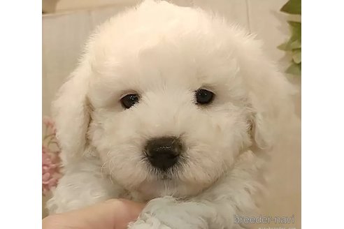 成約済の愛知県のビションフリーゼ-306734の2枚目