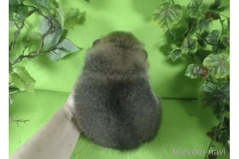 成約済の神奈川県のポメラニアン-309624の3枚目