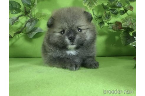 成約済の神奈川県のポメラニアン-309624の4枚目