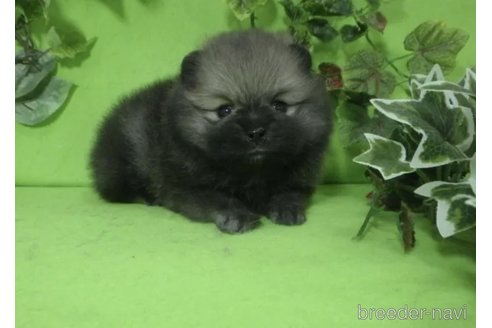 成約済の神奈川県のポメラニアン-309625の3枚目