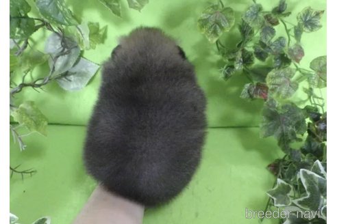 成約済の神奈川県のポメラニアン-309625の5枚目