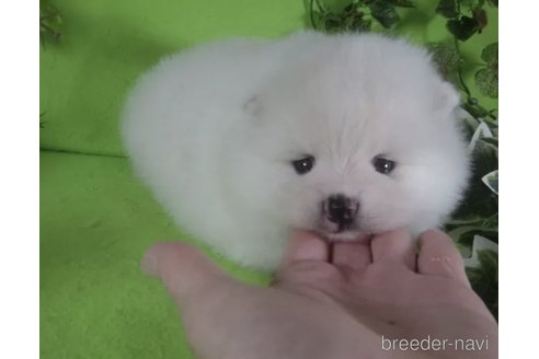 成約済の神奈川県のポメラニアン-309627の3枚目