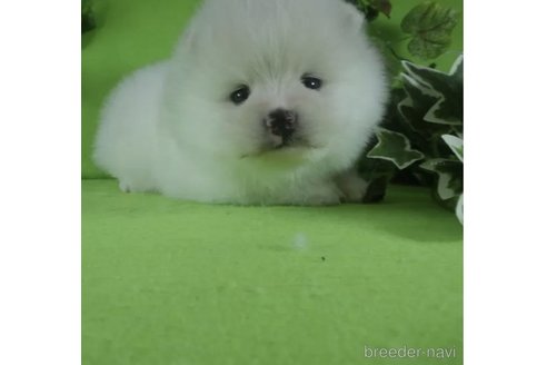 成約済の神奈川県のポメラニアン-309627の1枚目