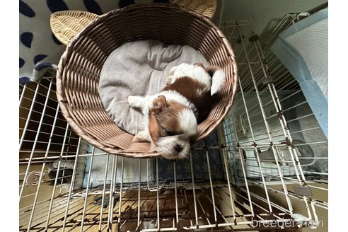 成約済の大阪府のシーズー-309632の27枚目