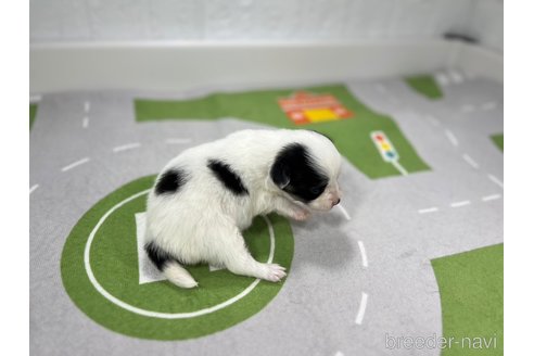 成約済の愛知県のパピヨン-309646の5枚目