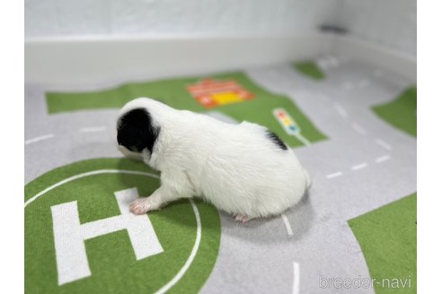 成約済の愛知県のパピヨン-309646の6枚目