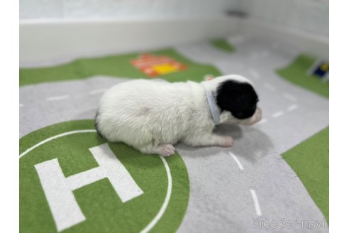 成約済の愛知県のパピヨン-309647の4枚目