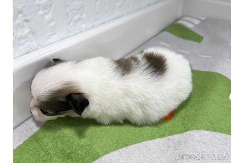 成約済の愛知県のパピヨン-309650の3枚目