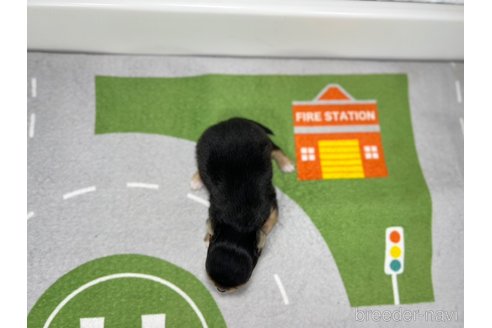 成約済の愛知県のチワワ(ロングコート)-309655の6枚目