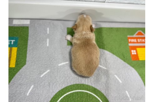 成約済の愛知県のチワワ(ロングコート)-309657の3枚目