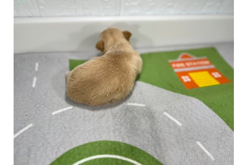 成約済の愛知県のチワワ(ロングコート)-309657の4枚目