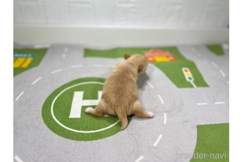 成約済の愛知県のチワワ(ロングコート)-309657の6枚目