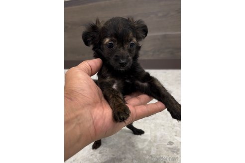 成約済の福岡県のミックス犬-304969の2枚目