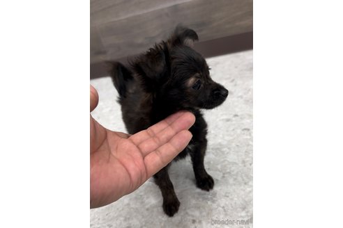 成約済の福岡県のミックス犬-304969の5枚目