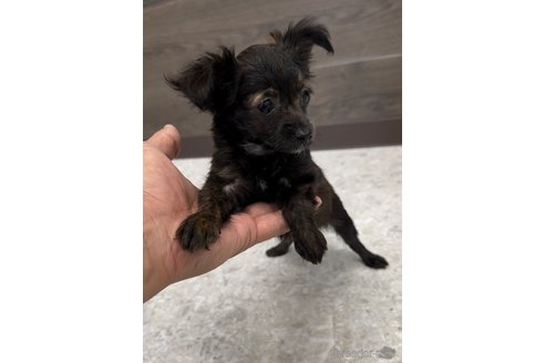 成約済の福岡県のミックス犬-304969の3枚目