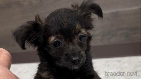 成約済の福岡県のミックス犬-304969の1枚目