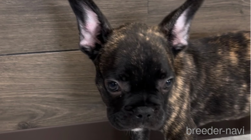 成約済の福岡県のフレンチブルドッグ-302516の5枚目