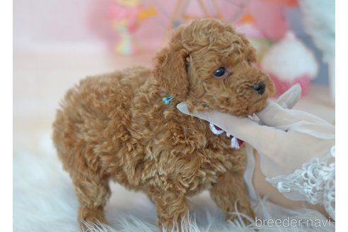 成約済の埼玉県のトイプードル-309752の17枚目