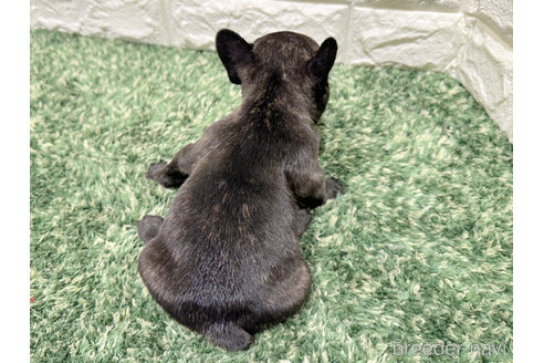 成約済の愛知県のフレンチブルドッグ-306174の5枚目
