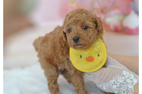 成約済の埼玉県のトイプードル-309753の10枚目