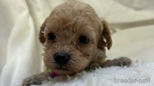子犬