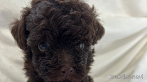 子犬