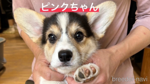 成約済の茨城県のウェルシュコーギーペンブローク-303972の1枚目